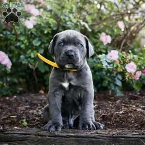 Floyd, Cane Corso Puppy
